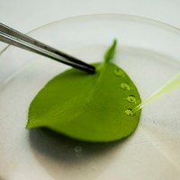 Biotecnologia aumentou produção e diminuiu desmatamento